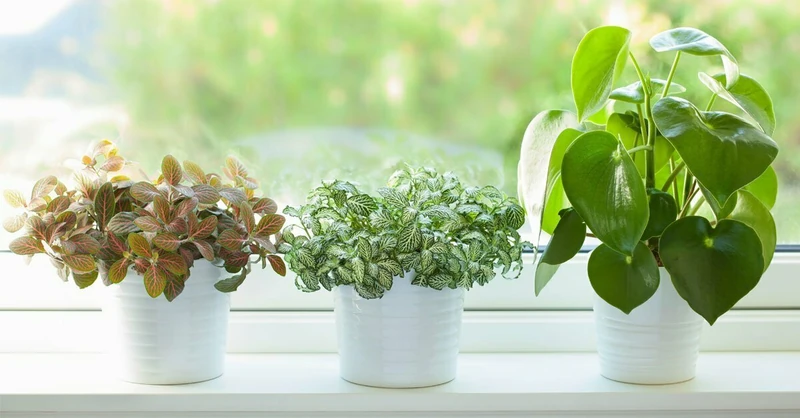 Best Air Purifying Plants for the Home in 2022