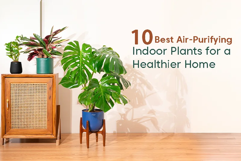 10 Best Air-Purifying Indoor Plants for a Healthier Home – Kyari.co