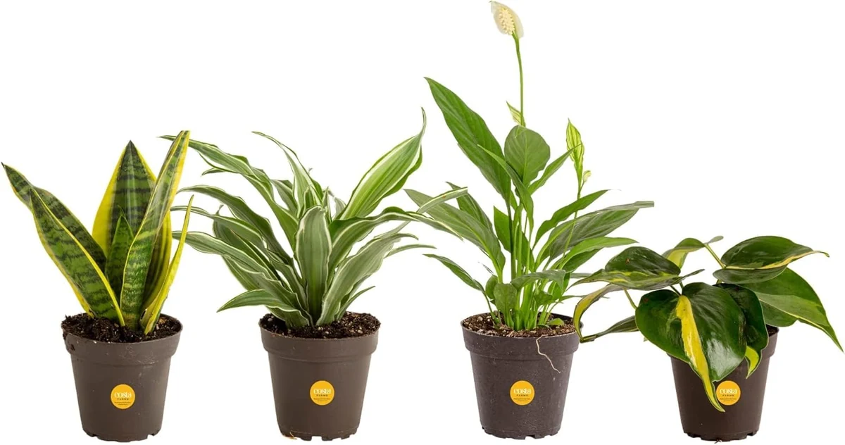 Best Air Purifying Plants for Indoors (2026) (Source: amazon.com)