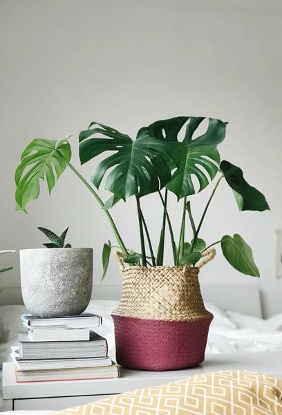 Air purifying plants you need for your home | Airly