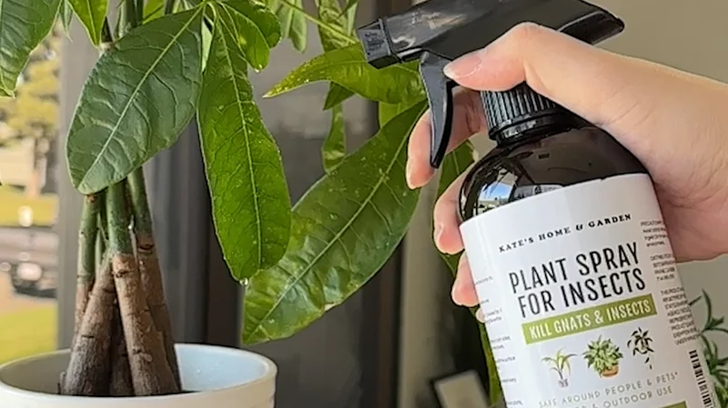 Amazon.com: Kate's Home & Garden Plant Spray for Insects & Getting Rid of  Gnats with 12 Sticky Traps. Fungus Gnat Killer & B