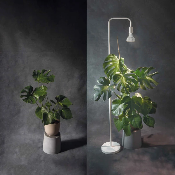 Best Grow Light for Monstera in 2025 – Grow Gang
