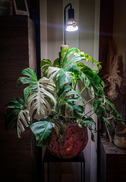 Now grow! : r/Monstera