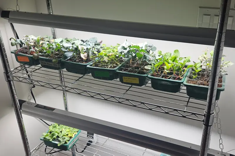 I Refuse to Buy Expensive Grow Lights When These $20 Shop Lights Work Just as Well | Reviews by Wirecutter