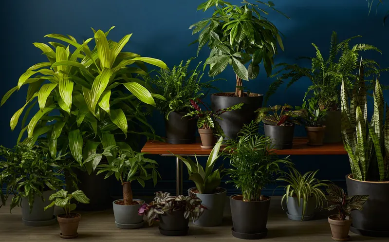 12 Easy Low-Light Plants for Every Corner of Your Home - Bloomscape