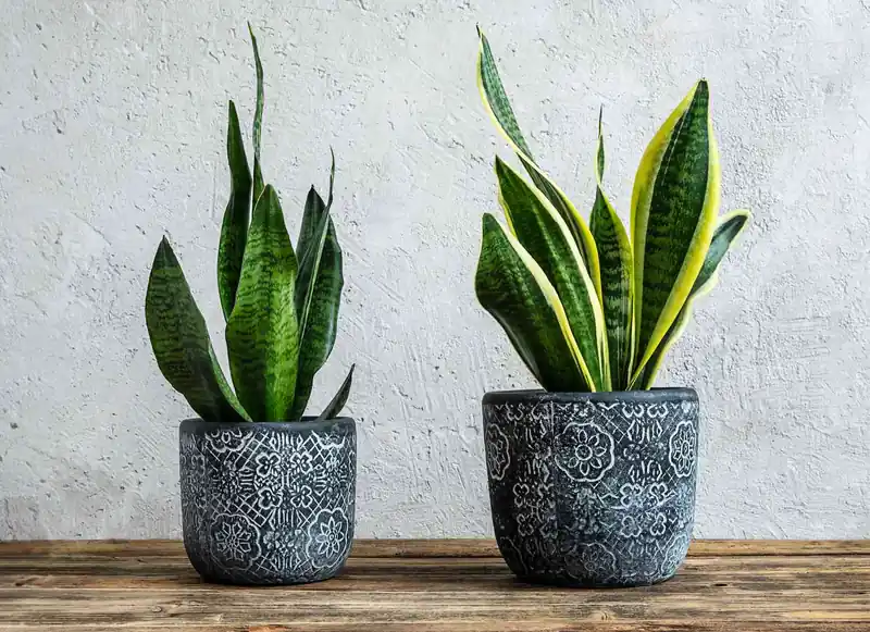 The Best Low-Light Indoor Plants