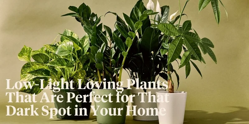 Best Low Light Houseplants for Shade and Dark Rooms