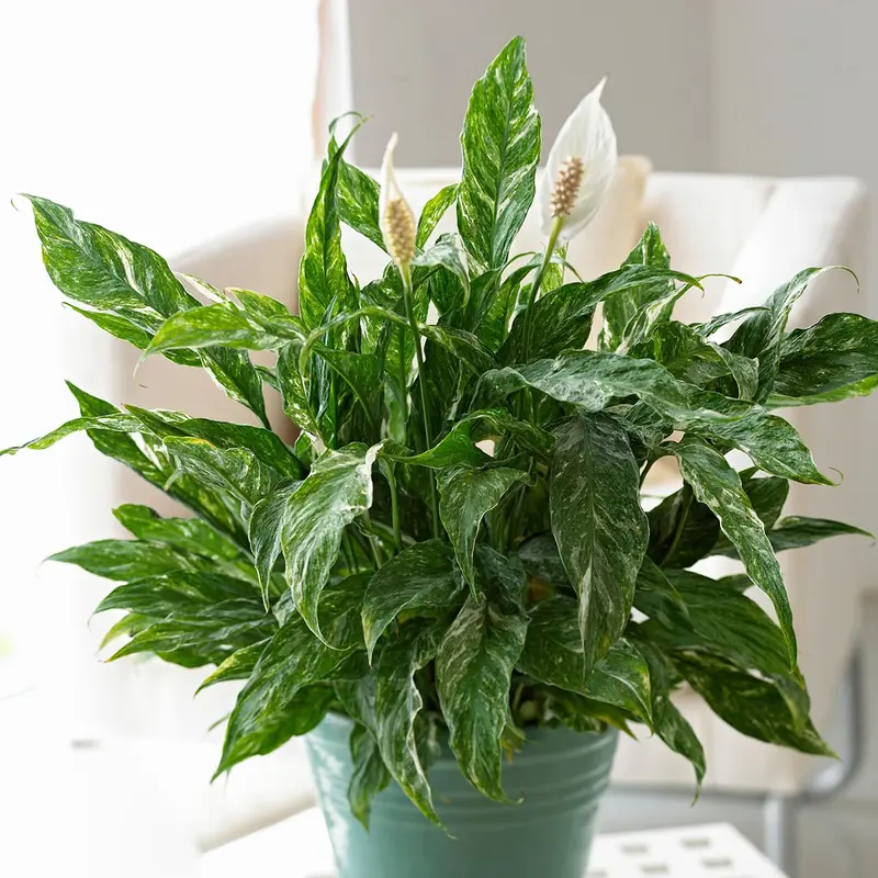 Best Indoor Plants for Dark Rooms (That Actually Thrive) (Source: bhg.com)