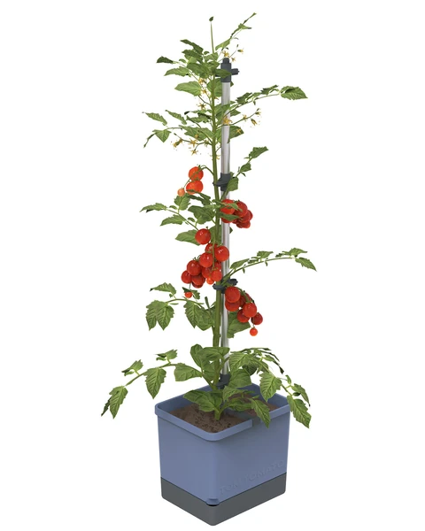 Self-Watering Tomato Planter with Trellis – Buzzy Seeds