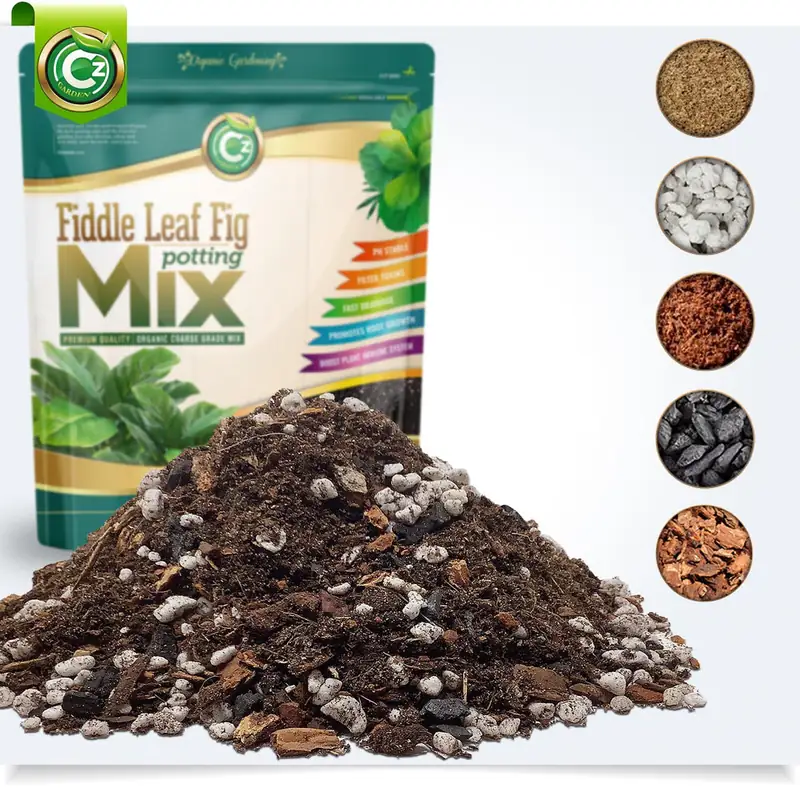 Best Soil for Fiddle Leaf Fig (2026 Guide) (Source: czgarden.com)