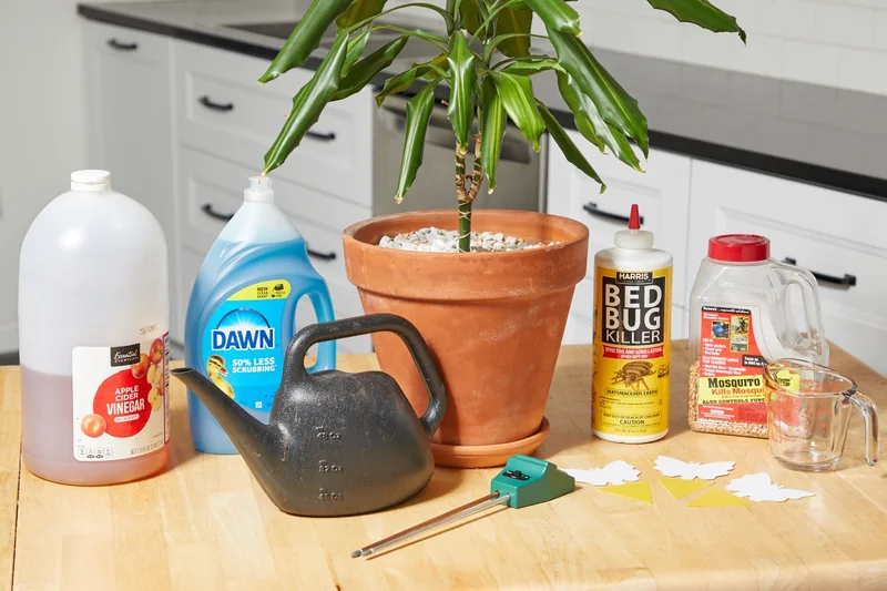 How to Get Rid of Fungus Gnats: 4 Methods That Work