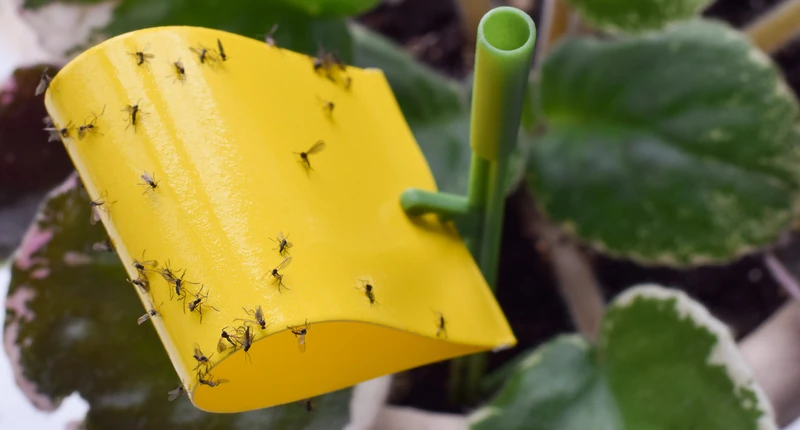 How to Get Rid of Gnats in Your Home