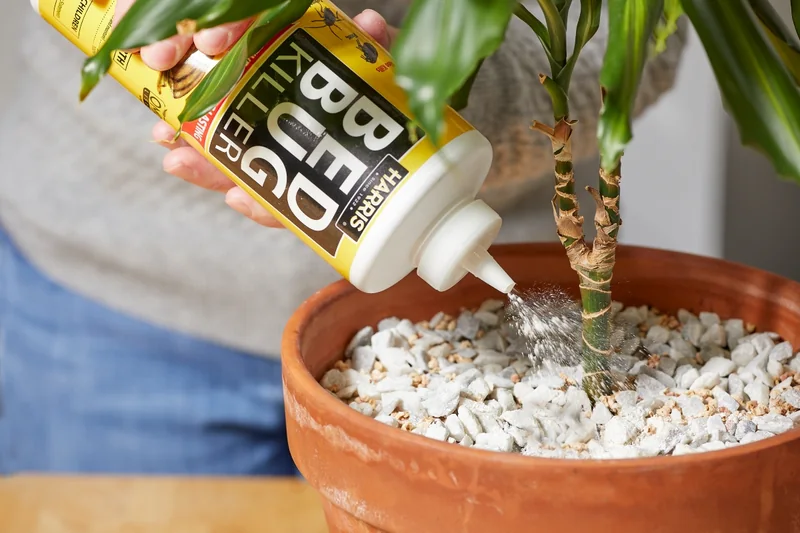 How to Get Rid of Fungus Gnats: 4 Methods That Work