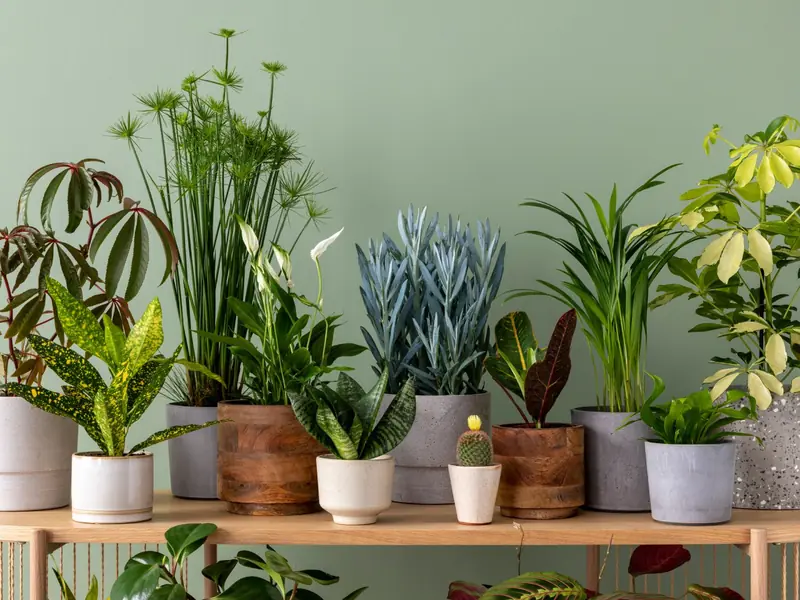 Best Houseplants to Buy in 2026, According to Experts | Gardening Know How