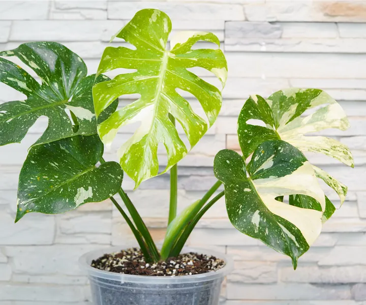 2026 houseplant trends: 5 indoor garden ideas to jump on | Homes and Gardens