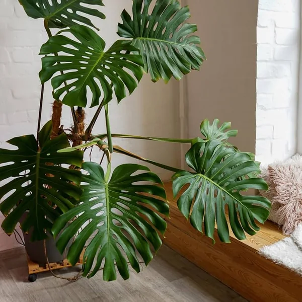 Amazon.com : Monstera Deliciosa Live Plant 5 to 6 Inches Tall Rooted, Indoor  Plant for Ornament : Patio, Lawn & Garden