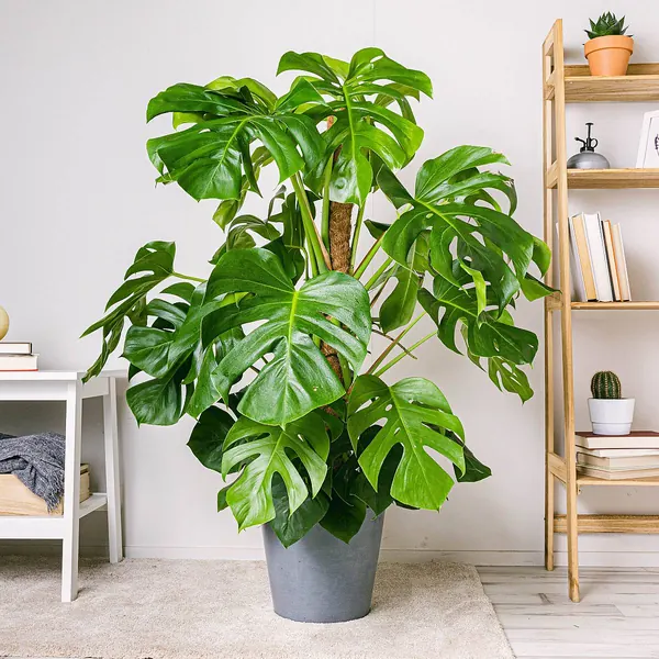 Top 5 Monstera Plants to Grow at Home with Easy Care Tips- Unlimited Greens  – unlimitedgreens