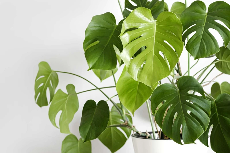 Monstera Plant Care Guide: How to Grow This Beginner-Friendly Houseplant