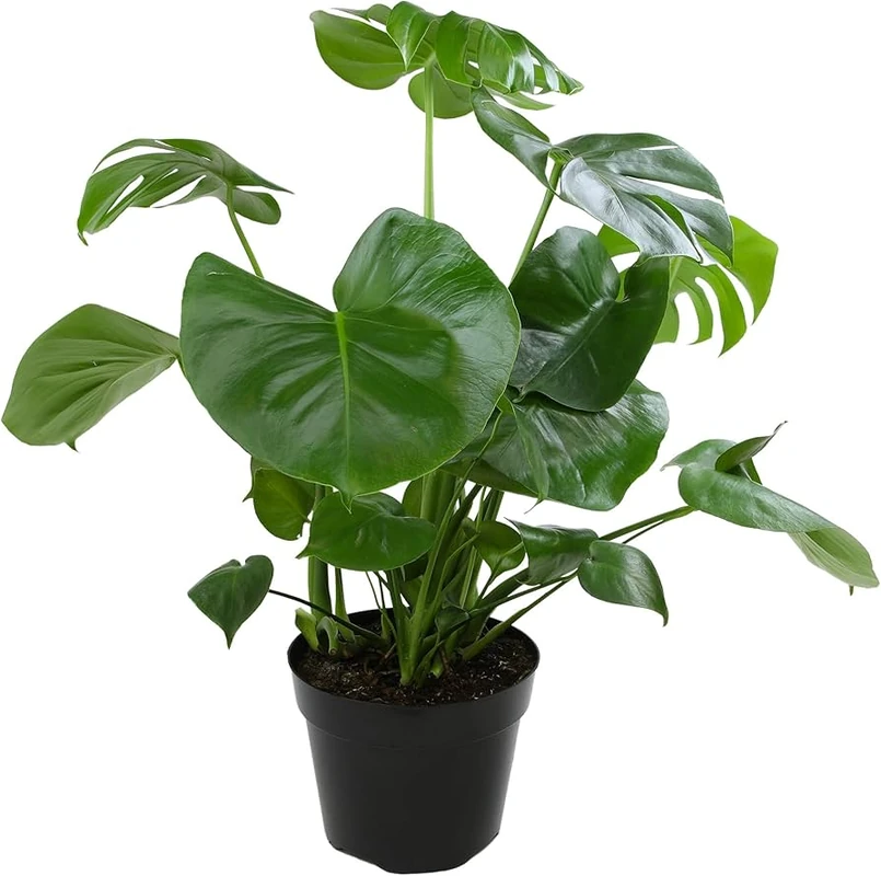 Monstera: Indoor or Outdoor Plant? (Source: amazon.com)