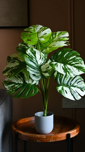 7 Benefits of keeping monstera plant at home