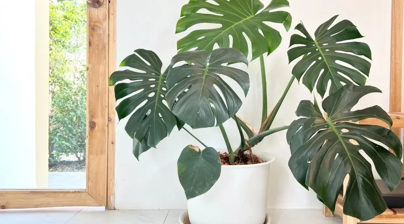 5 Amazing Benefits of Monstera Plants in Your Home