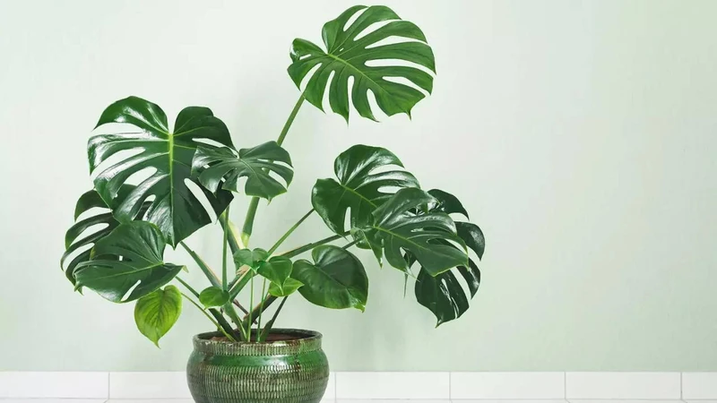 The Vastu benefits of Monstera Plants: Bringing harmony, wealth, and  tranquility home - The Times of India