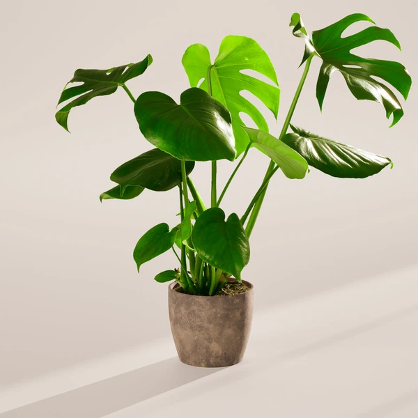 Monstera Plant, Split Leaf Philodendron for Sale & Care Tips Medium / Eco Pot / Coconut