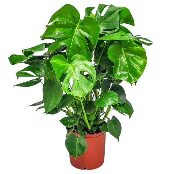 Amazon.com : Monstera Deliciosa Plant - Swiss Cheese Split Leaf  Philodendron Plant - Large Plant - Overall Height 24
