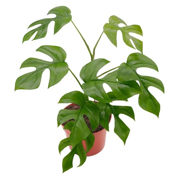 Amazon.com : California Tropicals Tetrasperma - The Rare Mini Monstera Plant,  Live 6