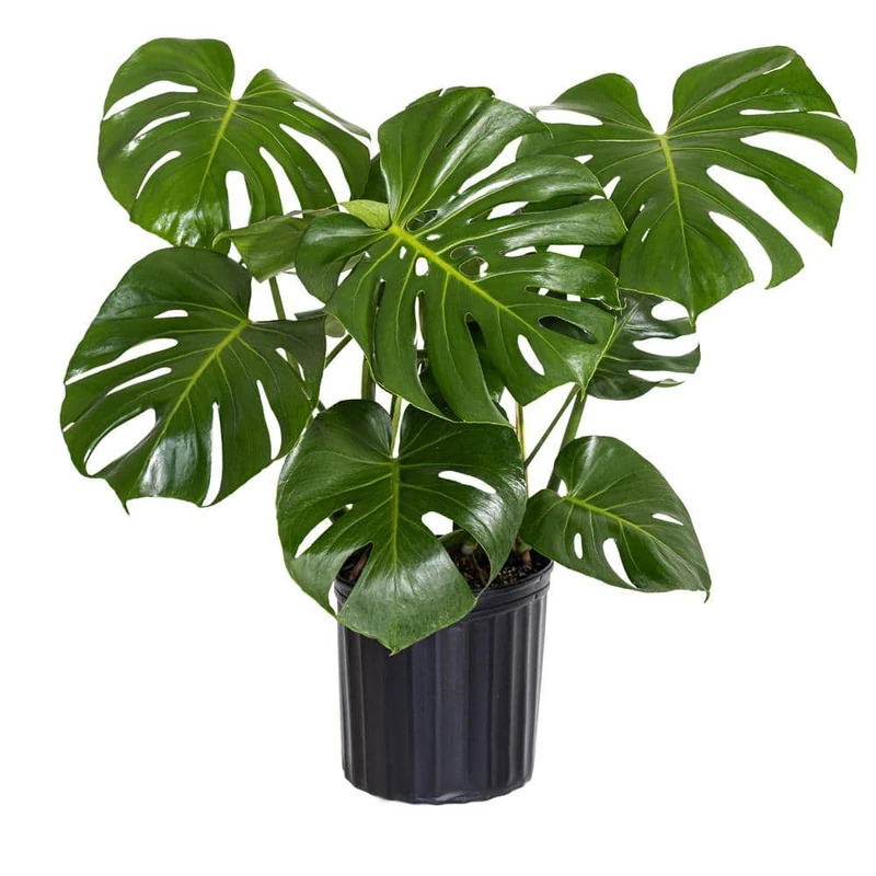Monstera Plant Price Guide: What to Pay in 2026 (Source: homedepot.com)