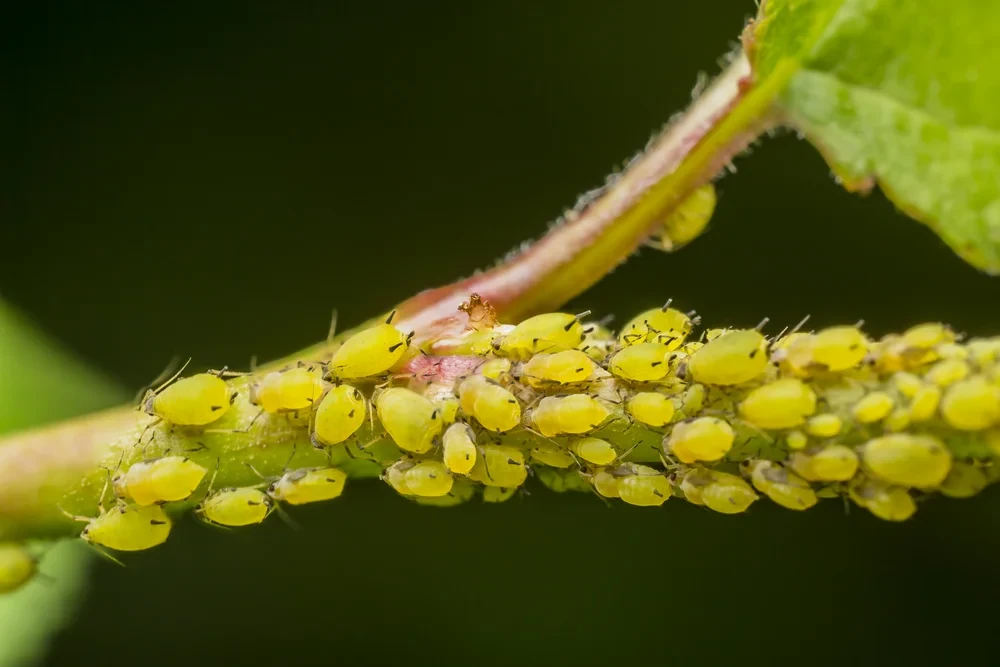 Plant Pest Identification: A Visual Guide (2026) (Source: homesteadbrooklyn.com)