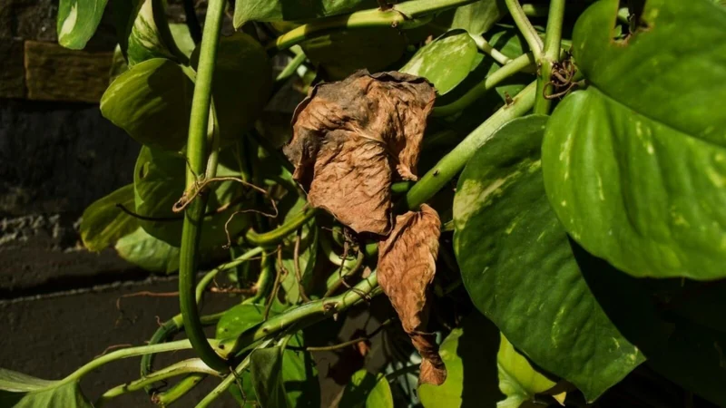 Why Are My Pothos Leaves Turning Black at The Tips?