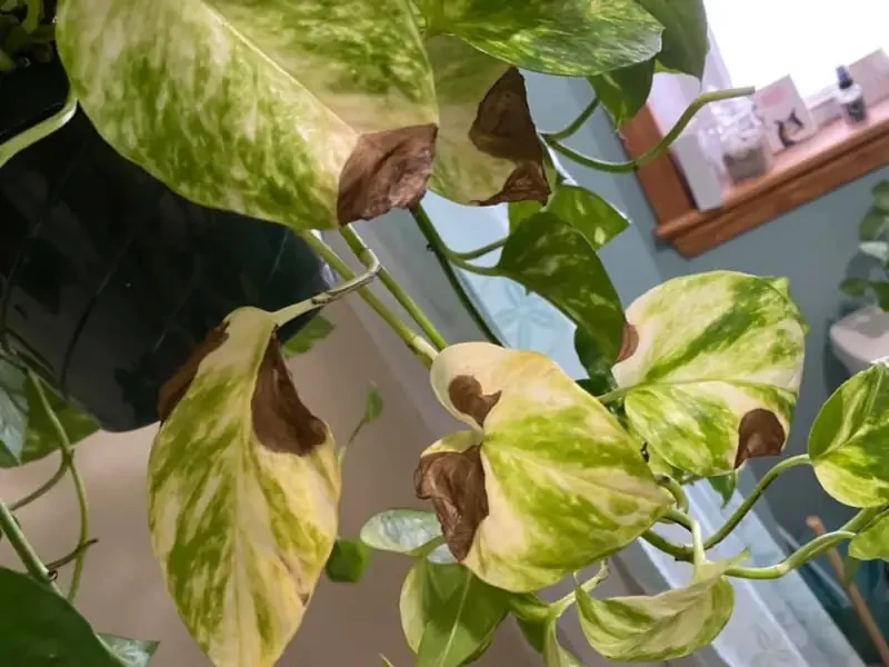Pothos Leaves Turning Brown: Causes and 6 Fixes | Gardenine