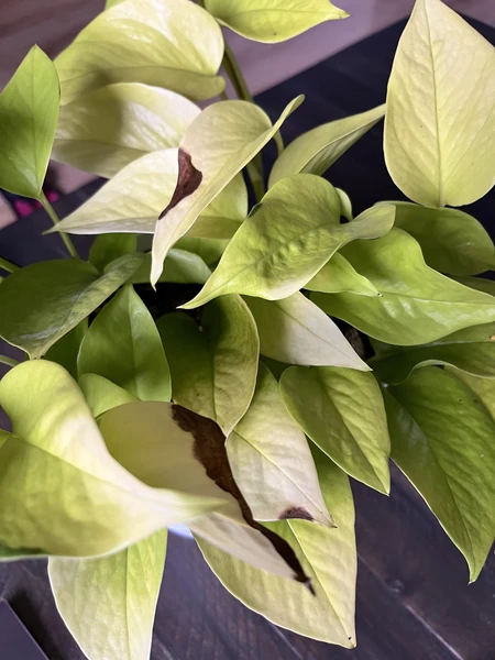 Neon pothos ..leaves turning brown.. : r/pothos