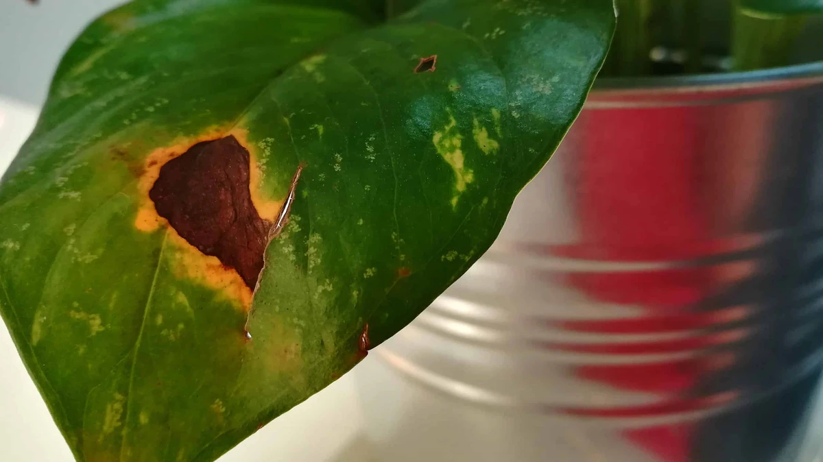 Pothos Leaves Turning Brown: 9 Real Causes Fixed (Source: a-z-animals.com)
