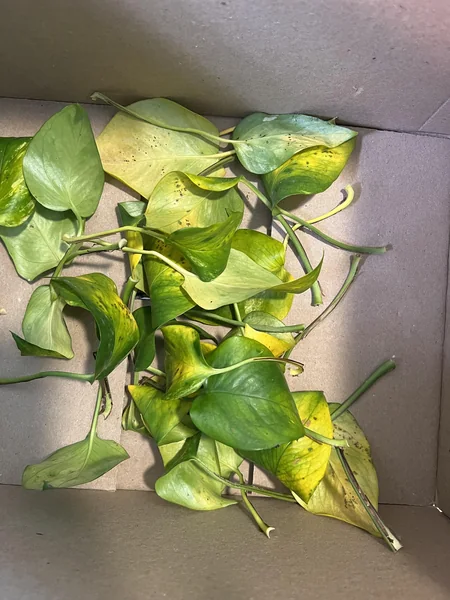 Pothos-yellow leaves & brown/black spots : r/plantclinic