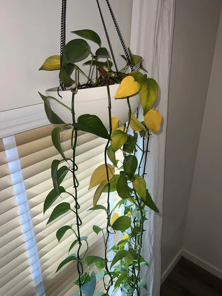 Pothos leaves turning yellow : r/plants