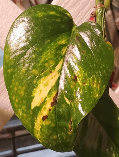 Yellow/orange/brown spots on pothos leaves. What's going on? : r/plantclinic