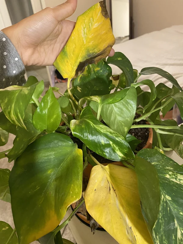 Pothos Leaves Turning Yellow & Brown: How to Fix (Source: reddit.com)