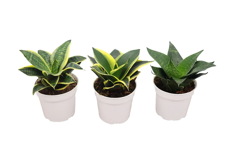 Amazon.com : Sansevieria Snake Plants, Live Indoor Plant (3 Assorted  Varieties, 4 inch) : Patio, Lawn & Garden