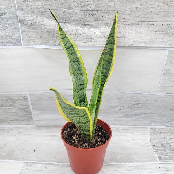 Amazon.com : Large Snake Plant Live - Tall Snake Plant Live in 4-Inch Pot,  Sansevieria Laurentii, Rare Exotic Tropical Indoo
