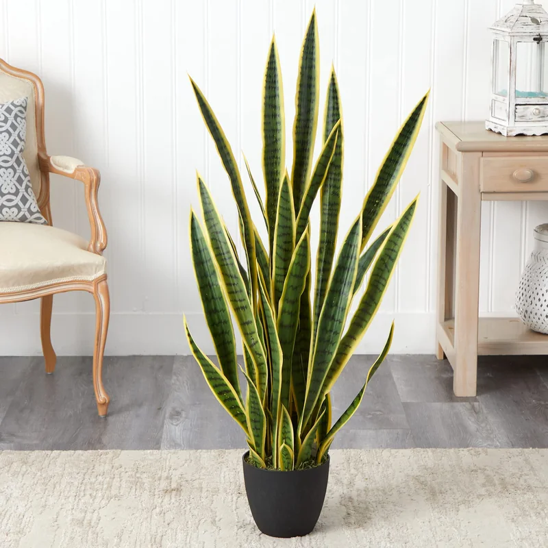Snake Plant Price Guide: What to Expect in 2026 (Source: amazon.com)