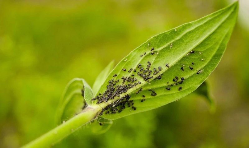 What Are Tiny Black Bugs That Look Like Poppy Seeds?