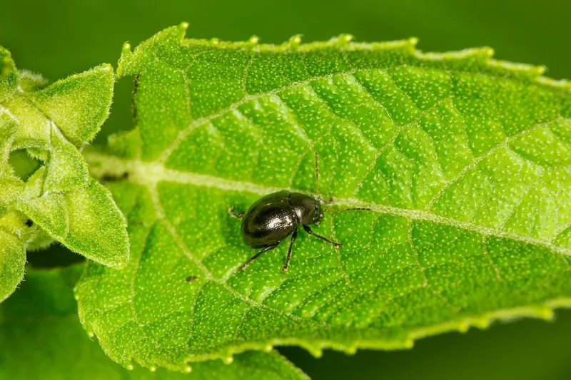 What Are Tiny Black Bugs That Look Like Poppy Seeds?